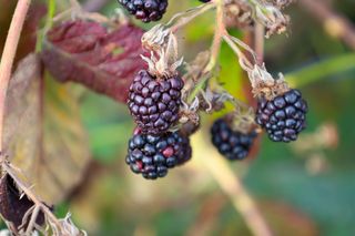 Co zrobić, aby jeżyna bezkolcowa dobrze przezimowała?