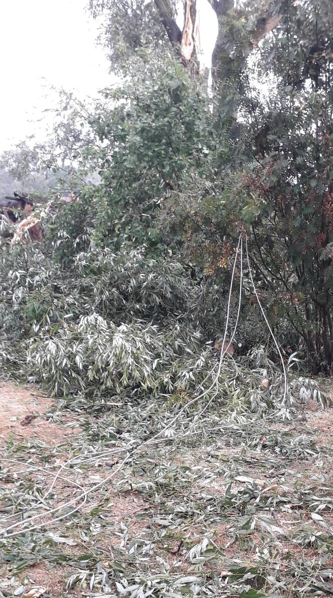Skutki burzy w Krynkach. Złamany konar zerwał linię energetyczną i uszkodził auto