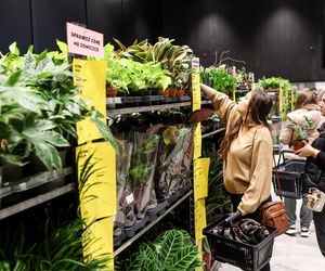 Festiwal Roślin Katowice 2025. Ceny już od 5 zł. Zobacz, jakie perełki można upolować w MCK!