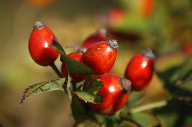 Kompot z owoców róży: przepis na oryginalny kompot