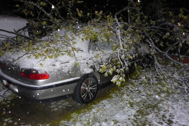 Śnieżyca w Mrągowie. Upadające drzewo uszkodziło trzy auta i zerwało linię energetyczną