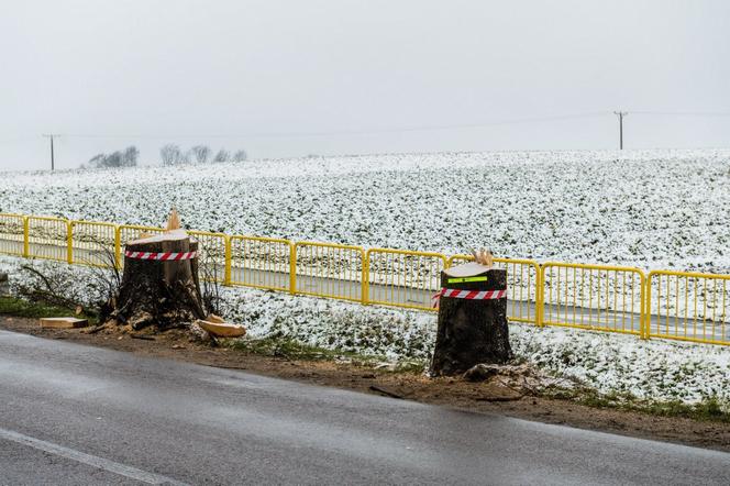 WARIAT Z PIŁĄ grasuje na Pomorzu! "Naciął kilkadziesiąt drzew". Jedno RUNĘŁO NA DROGĘ