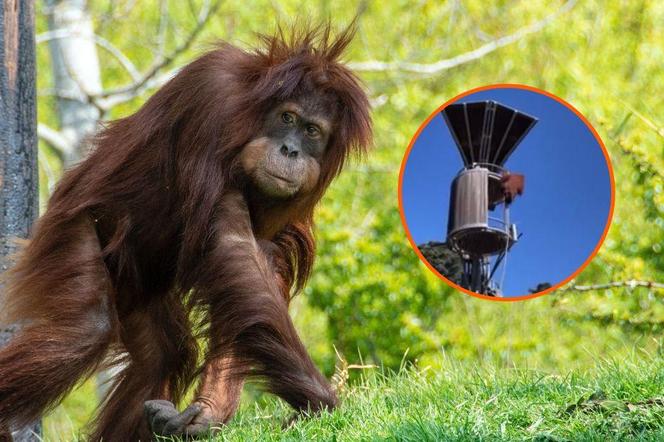 Orangutan wyrzucił oposa ze swojej wieży w jednym z australijskich zoo