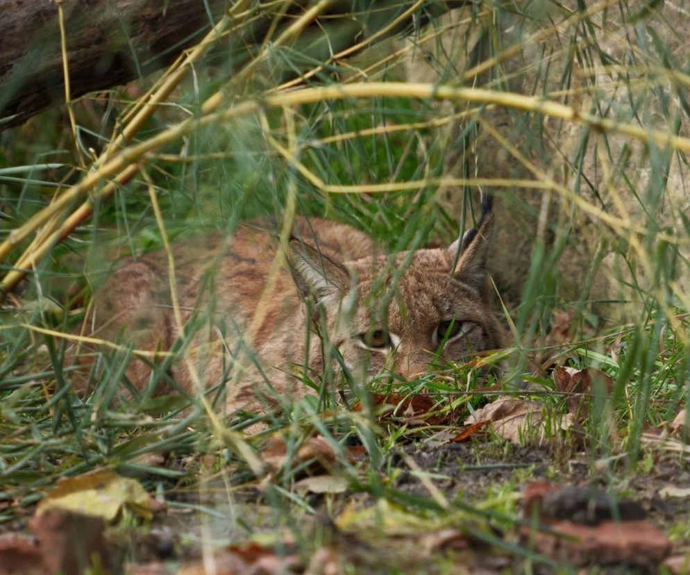 Nowa mieszkanka w Śląskim Ogrodzie Zoologicznym. To rysica euroazjatycka