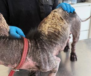 Studentka prawa nie pomogła psu