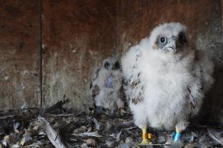 Polska Miedź dba o piękno natury 