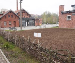 W samym centrum Olsztyna powstało… prawdziwe pole. O co chodzi?