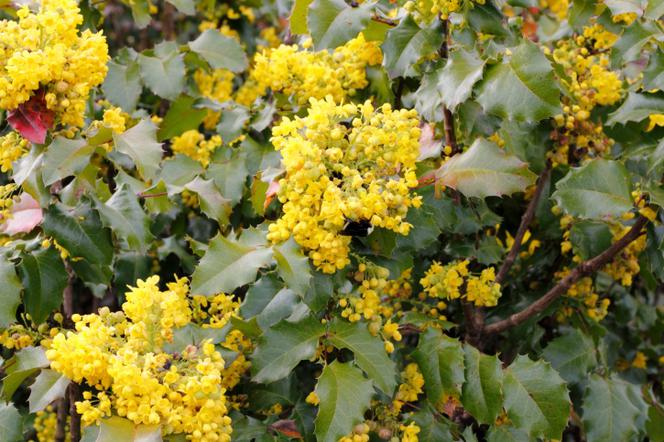 Mahonia pospolita