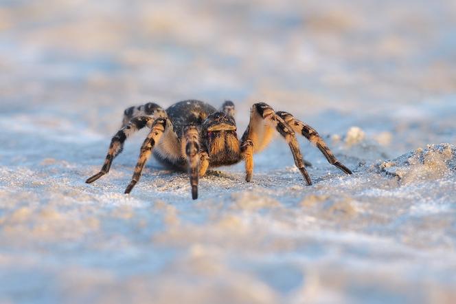 Jeden z najjadowitszych pająków dotarł do Polski. Tarantula Ukraińska - gdzie ją spotkamy? 