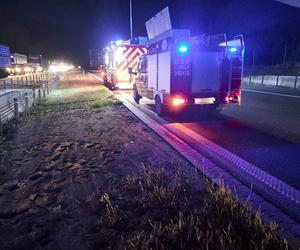 Kierowca uderzył w łosia na autostradzie i zginął! Tragiczny wypadek pod Toruniem [ZDJĘCIA]