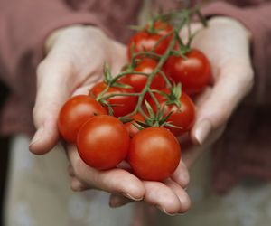 Likopen w pomidorach zmniejsza ryzyko zawału i rozwoju nowotworów