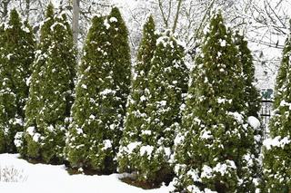 Dlaczego iglaki i liściaste rośliny zimozielone trzeba podlewać zimą?