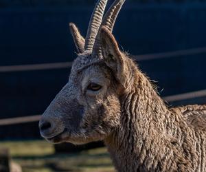 W łódzkim zoo zamieszkały koziorożce syberyjskie