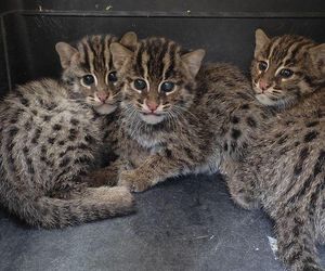 Taraje z Ogrodu Zoobotanicznego w Toruniu