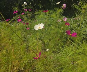 Letni spacer w zielonym sercu Bydgoszczy. Ogród Botaniczny UKW zaprasza!