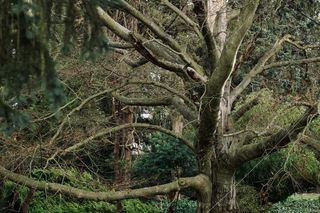 Najpiękniejszy ogród na Dolnym Śląsku w lutym otworzy się dla turystów. Sprawdź, jakie cuda można tam zobaczyć 