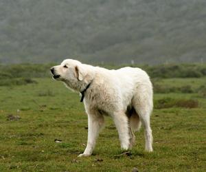 Akbash dog