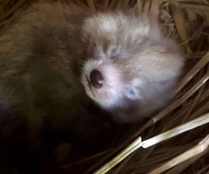 Wielka radość z pandy małej. W Orientarium Zoo Łódź na świat przyszedł trzeci potomek Ofelii i Otella