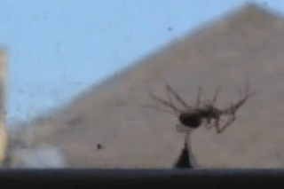 Ten owad to lojalny przyjaciel! Ratował kolegę przed pająkiem!