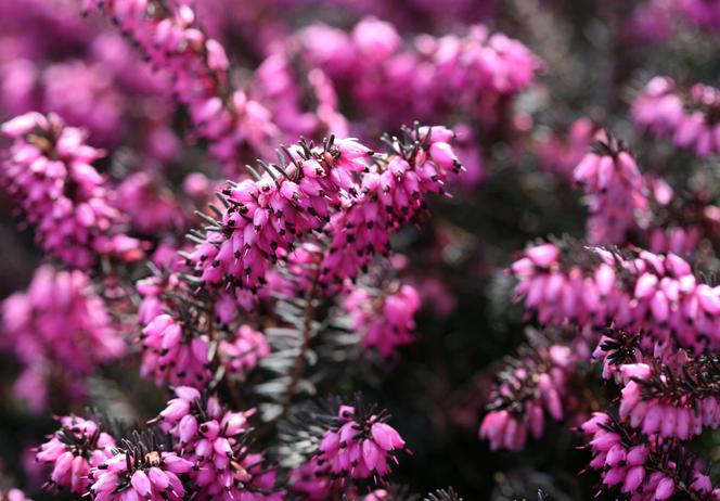 Wrzosiec krwisty - Erica carnea