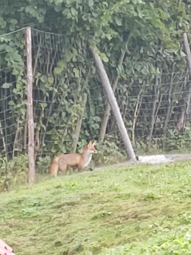 Lisy w powiecie żywieckim nie boją się ludzi. Wchodzą na posesje bez żadnego strachu