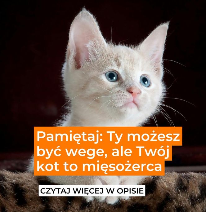 Twój kot nie jest wege! Przeczytaj opis 