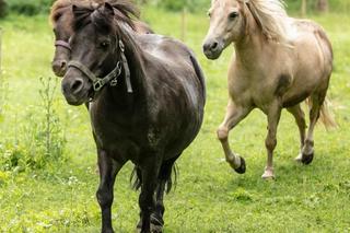 Pan Remek nie może pracować przez Tequilę