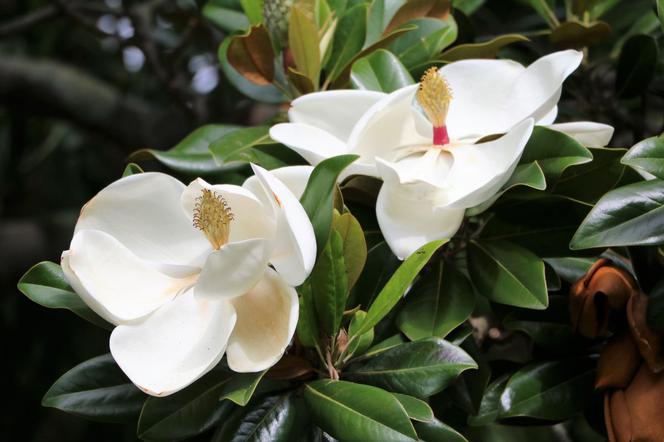 Magnolia wielkokwiatowa
