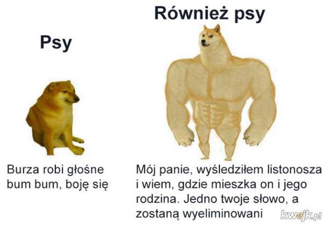 Dzień Psa 2026. Te memy pisało samo życie!