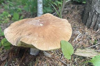 Letni wysyp grzybów w Bieszczadach