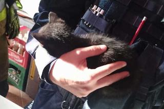 Mikołajki. Kot utknął w kominie. Nie chciał współpracować ze strażakami [ZDJĘCIA]