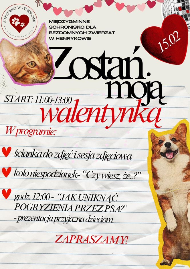 Zostań moją walentynką - proszą psy i koty ze schroniska dla bezdomnych zwierząt w Henrykowie koło Leszna