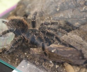 ZooPark ponownie przyciągnął do Targów Lublin tłumy miłośników zwierząt