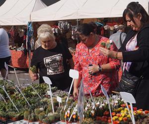 Jesienny Kiermasz Ogrodniczy 2023. Tłumy przy bydgoskim Torbydzie [ZDJĘCIA]