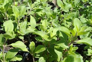 Majeranek ogrodowy = Lebiodka majeranek - Origanum Majorana = Majorana hortensis