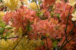 Zrób to we wrześniu z rododendronami, a wiosną będą kwitły jak szalone. Prosty zabieg wzmocni roślinę lepiej niż nawóz. Pielęgnacja rododendronów  po przekwitnięciu