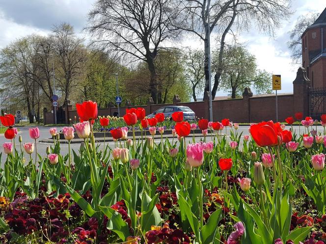 Dawno w Lesznie nie było tak kolorowo! Kwitną tulipany, bratki i stokrotki