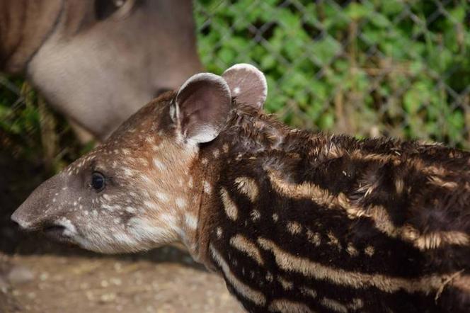 Oto bulwa - mały tapirek, który urodził się w poznańskim zoo