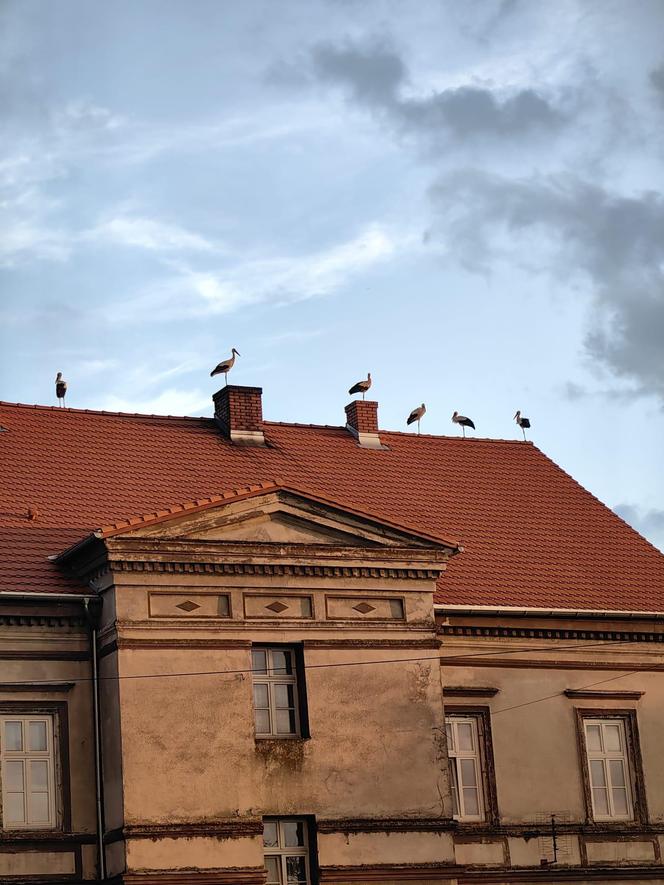 Bociany z Żor już gotowe do drogi. Grupują się, by wspólnie wylecieć do ciepłych krajów