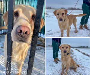 Sympatyczny Tango poleca się do adopcji. To duży pies w typie rasy labrador