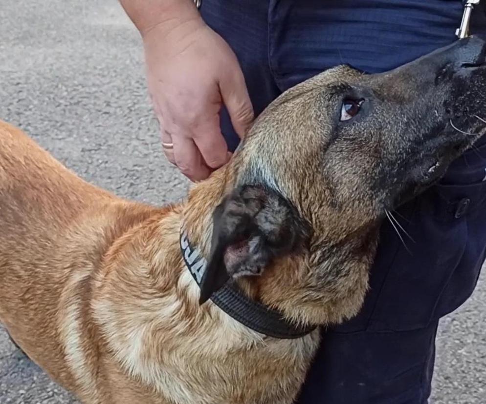 Oto Largo, pies służący w zabrzańskiej policji 