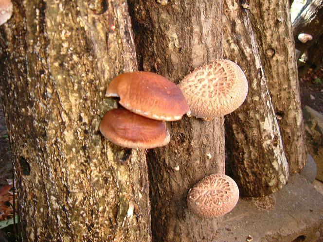 Grzyby shiitake