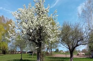 Iris Reszczynski i jej farma w Kapkazach