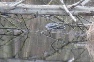 Makabra w Tworkach. W stawie pływały zwłoki mężczyzny. Pilna akcja