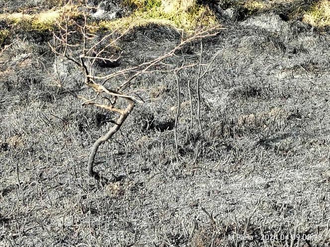 Skutki pożaru w Bieszczadach na połoninie Caryńskiej