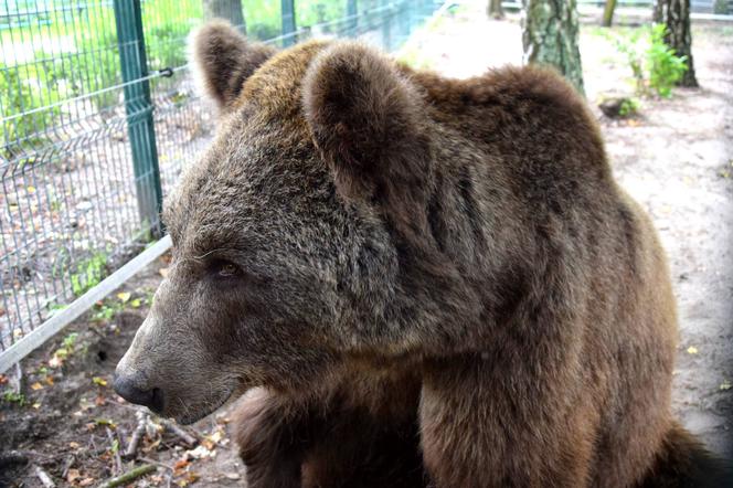 Niedźwiedź Baloo z poznańskiego zoo