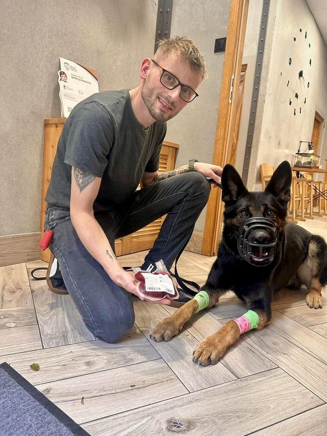 Pies honorowy krwiodawca