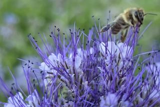 Łąki kwietne na Podkarpaciu
