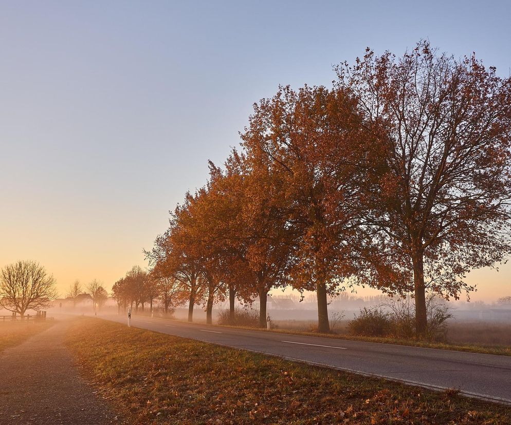 Nadchodzą mgły, a temperatury mogą zaskoczyć. Eksperci o najnowszej prognozie. Pogoda na 7.11