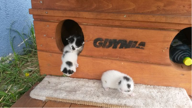 Kocięta próbują już wychodzić z budki, zwiedzać najbliższe otoczenie - mówią strażnicy.